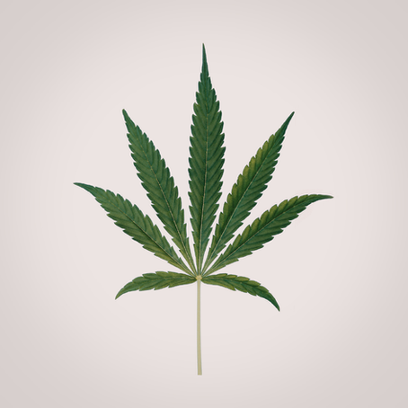 Could Cannabis Help Protect the Aging Brain