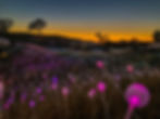 Travel guide to Paso Robles, CA. Sensorio at sunset.