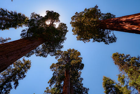 5 Things I wish I knew before going to Sequoia and Kings Canyon National Park