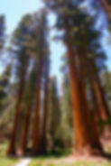 a walkway through giant sequoias at Sequoia National Park.