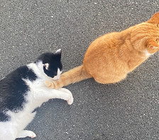 cats_edited.jpg