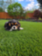 Pet Turf Installation