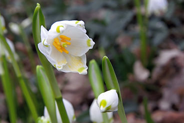 Leucojum-vernum-BZ-MH (10)_edited.jpg