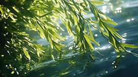 Hanging Seaweed.jpeg