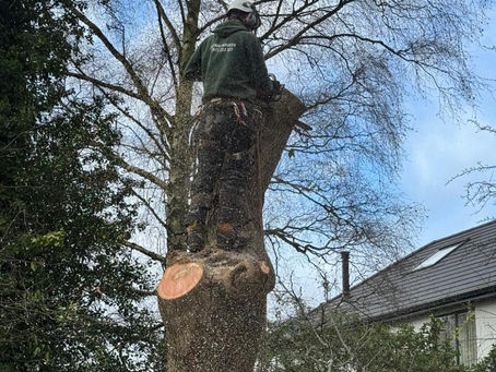 What Ivy Does to a Tree: A Guide from James at JG Tree Services