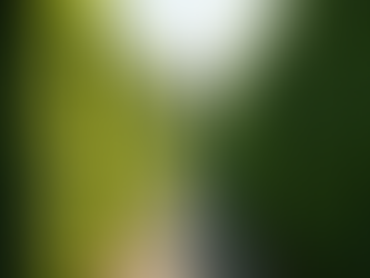 Top Reasons to Hire Professional Tree Maintenance Experts