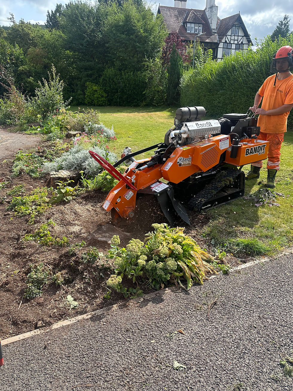 Member of the team using our state of the art Bandit Stump Grinder!