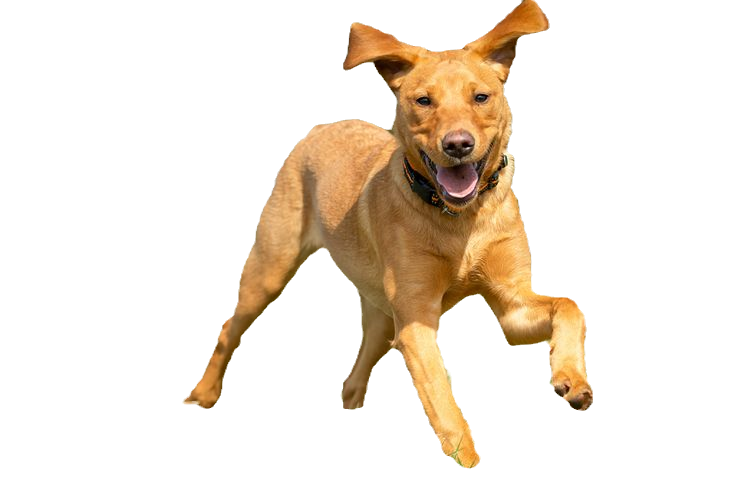 Red Fox Labrador running on a sunny day_edited_edited.png