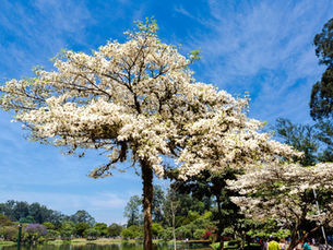 A floração do ipê-branco
