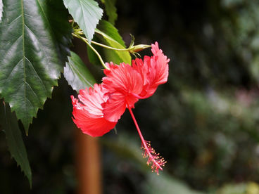 Malvaceae: a família dos hibiscos, paineiras e baobás