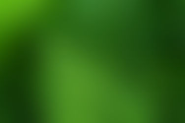 Samambaias e licófitas