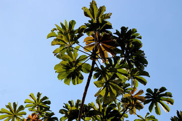 Embaúba: uma árvore pioneira