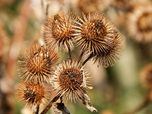 A planta que inspirou a invenção do velcro