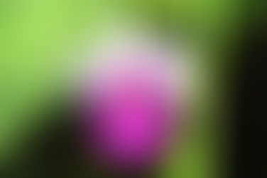 Arundina: a orquídea-bambu