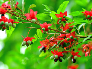 Ochna serrulata - a planta mickey
