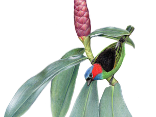 E-book Introdução prática à ilustração em grafite