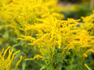 Tango: uma planta rizomatosa