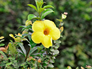 A beleza da alamanda