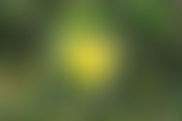 A beleza da alamanda