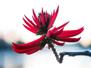 Mulungu: uma árvore que floresce no inverno