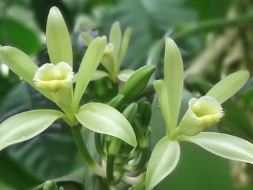 A orquídea-baunilha