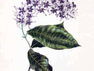 A flor-de-são-miguel