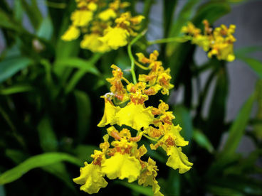 Oncidium: a orquídea chuva-de-ouro