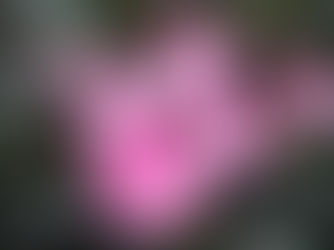 Espirradeira: linda e tóxica