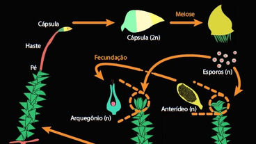 Livro: Aprendizado Ativo no Ensino de Botânica