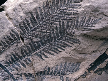 Paleobotânica e os fósseis de plantas