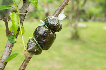 Alporquia: uma técnica de propagação de plantas