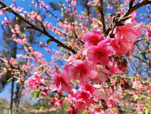 A floração da cerejeira