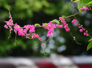 Amor-agarradinho: uma liana ornamental