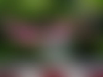 Amor-agarradinho: uma liana ornamental