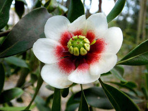 A nativa e endêmica cebola-da-mata