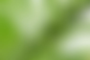 Gergelim: uma planta das Mil e uma noites