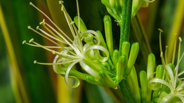 As flores e frutos da espada-de-são-jorge