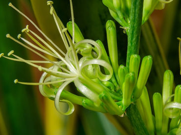 As flores e frutos da espada-de-são-jorge