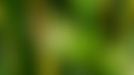 As flores e frutos da espada-de-são-jorge