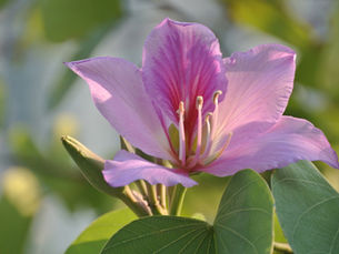 A floração da pata-de-vaca