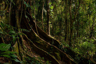 A importância da preservação das florestas