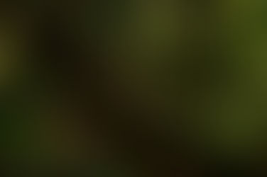 A importância da preservação das florestas