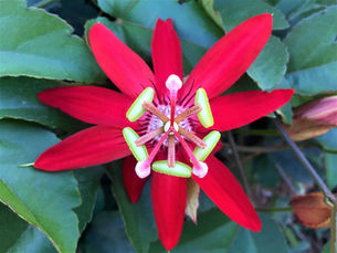 A flor do maracujazeiro