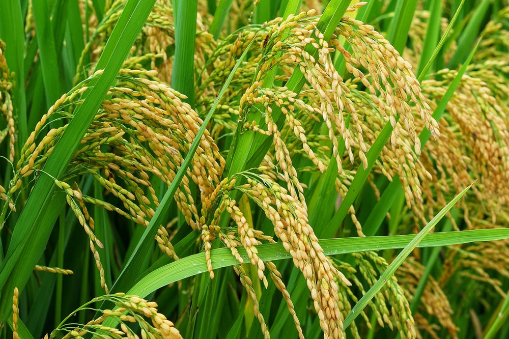 A história do arroz A história do arroz