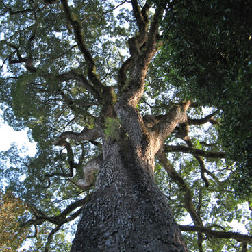 Jequitibá-rosa - o gigante da mata