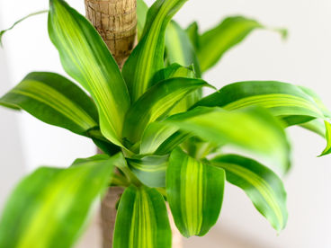 Pau-d'água: uma planta de fácil cultivo