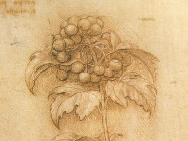 A Botânica de Leonardo da Vinci