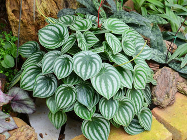 Peperômia: uma planta da família da pimenta-do-reino