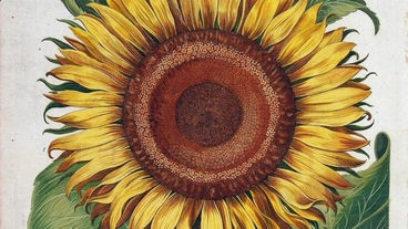 O florilégio de Basilius Besler 