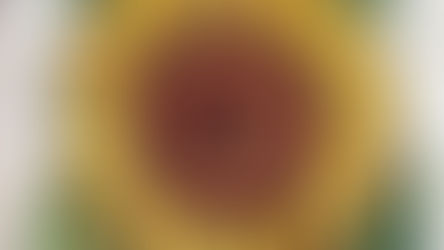 O florilégio de Basilius Besler